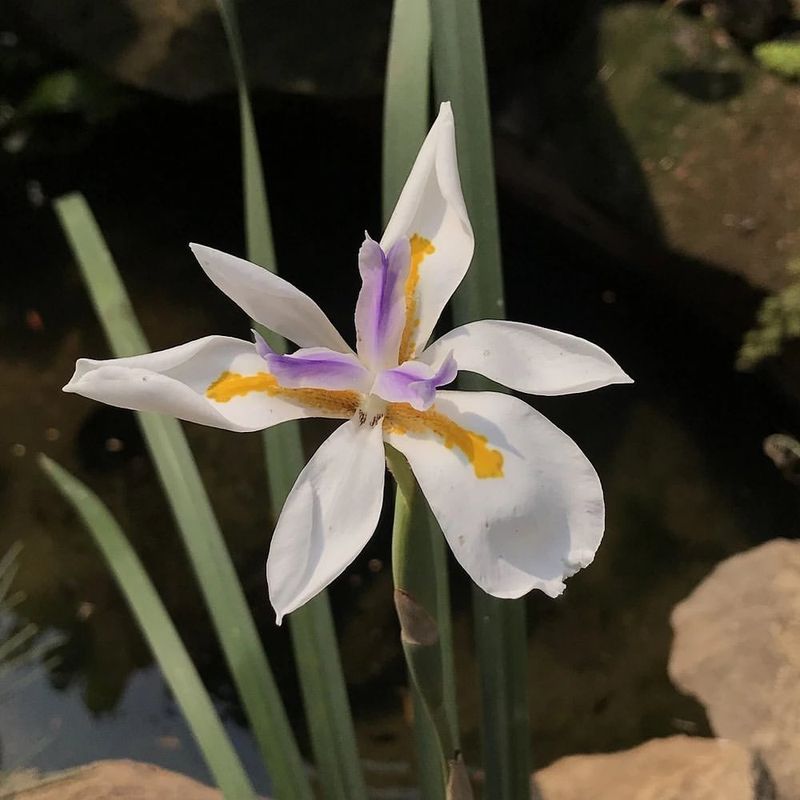 Japanese Iris