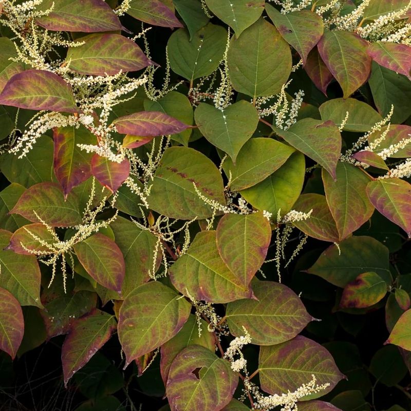 Japanese Knotweed