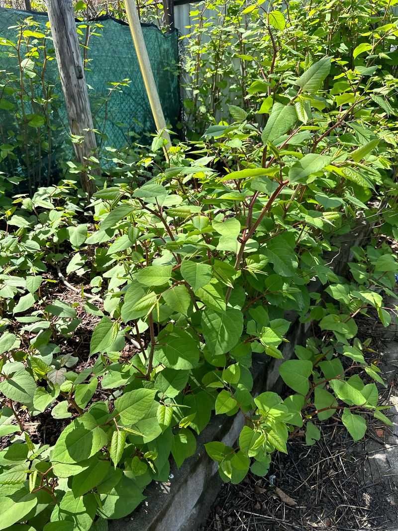 Japanese Knotweed