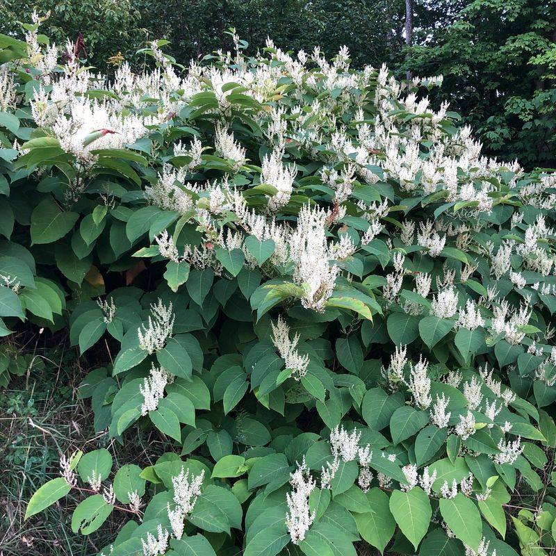 Japanese Knotweed