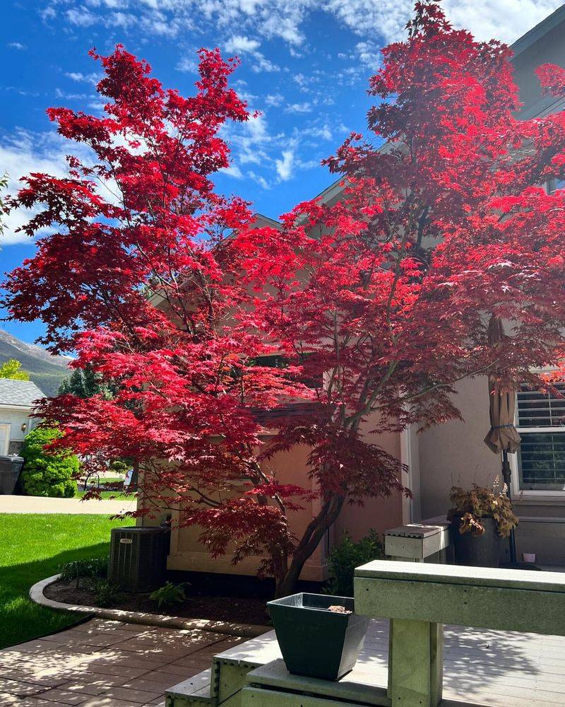 Japanese Maple