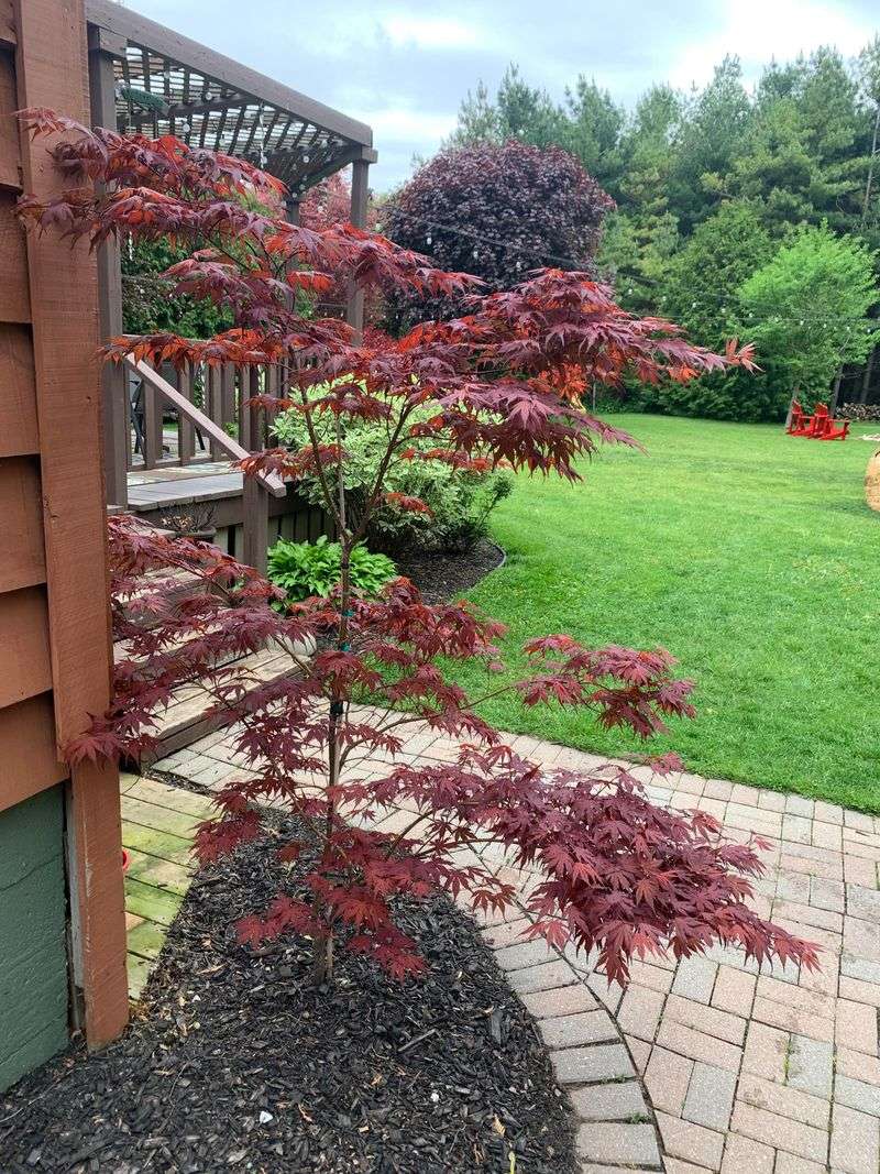 Japanese Maple