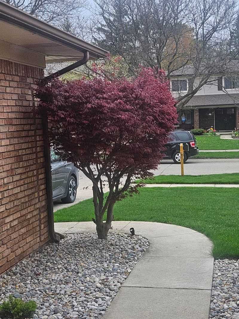 Japanese Maple