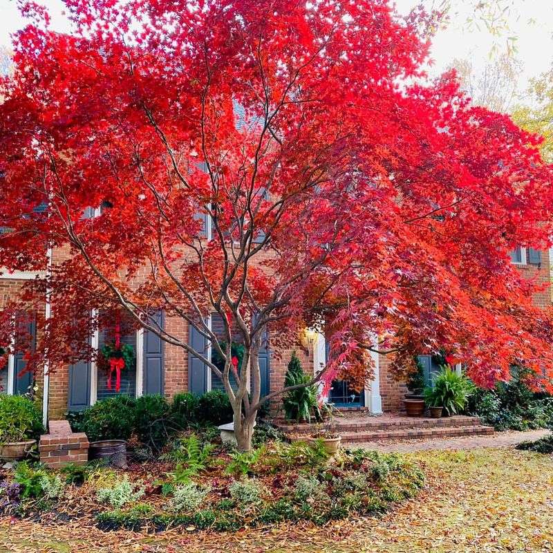 Japanese Maple