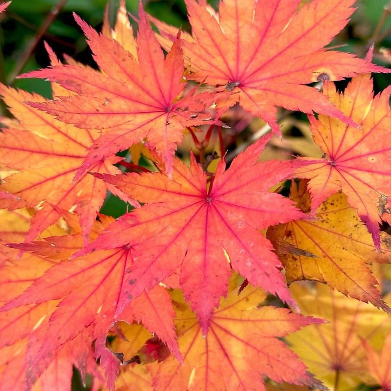 Japanese Maple