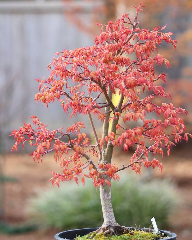 Japanese Maple