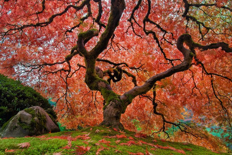 Japanese Maple