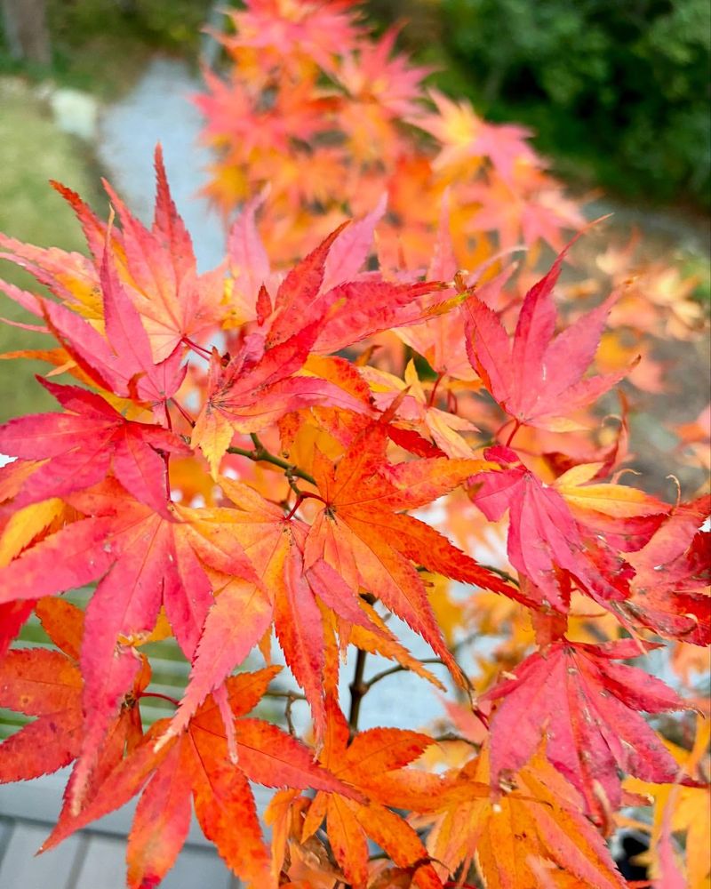 Japanese Maple (Dwarf)