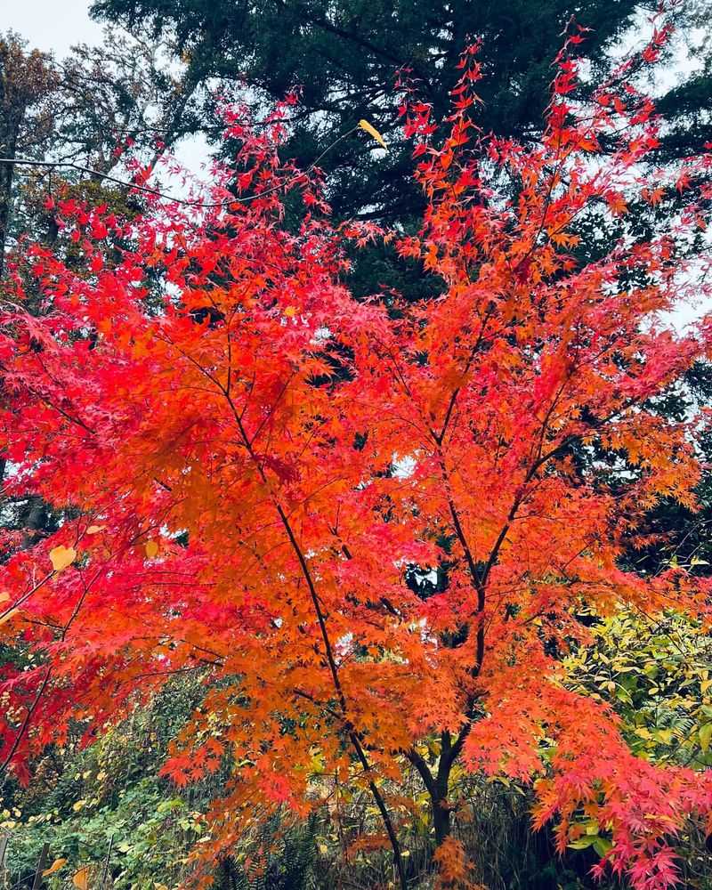 Japanese Maple Retreat