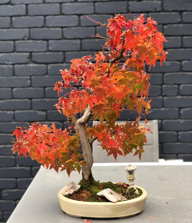 Japanese Maple (indoor bonsai)