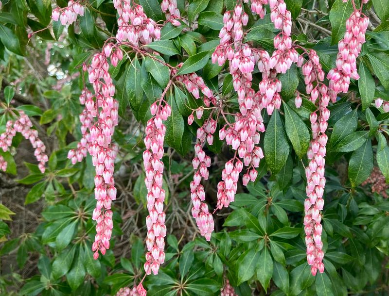 Japanese Pieris