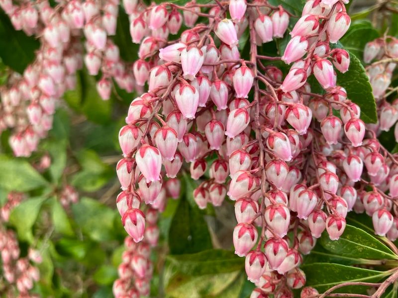 Japanese Pieris