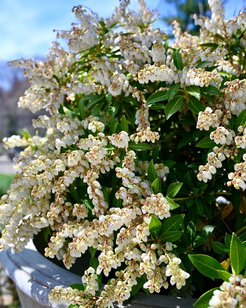 Japanese Pieris