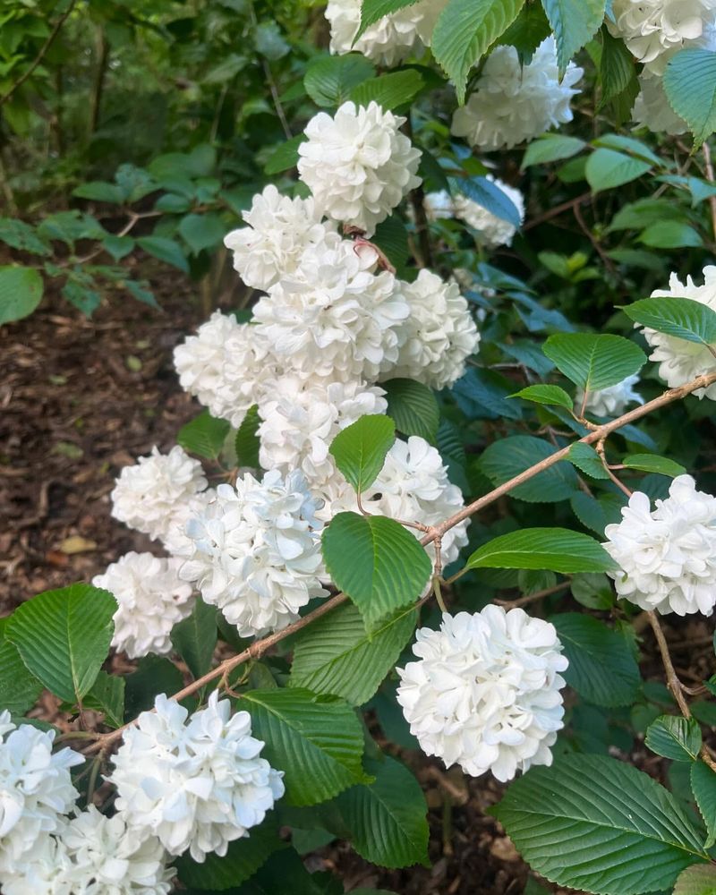 Japanese Snowball