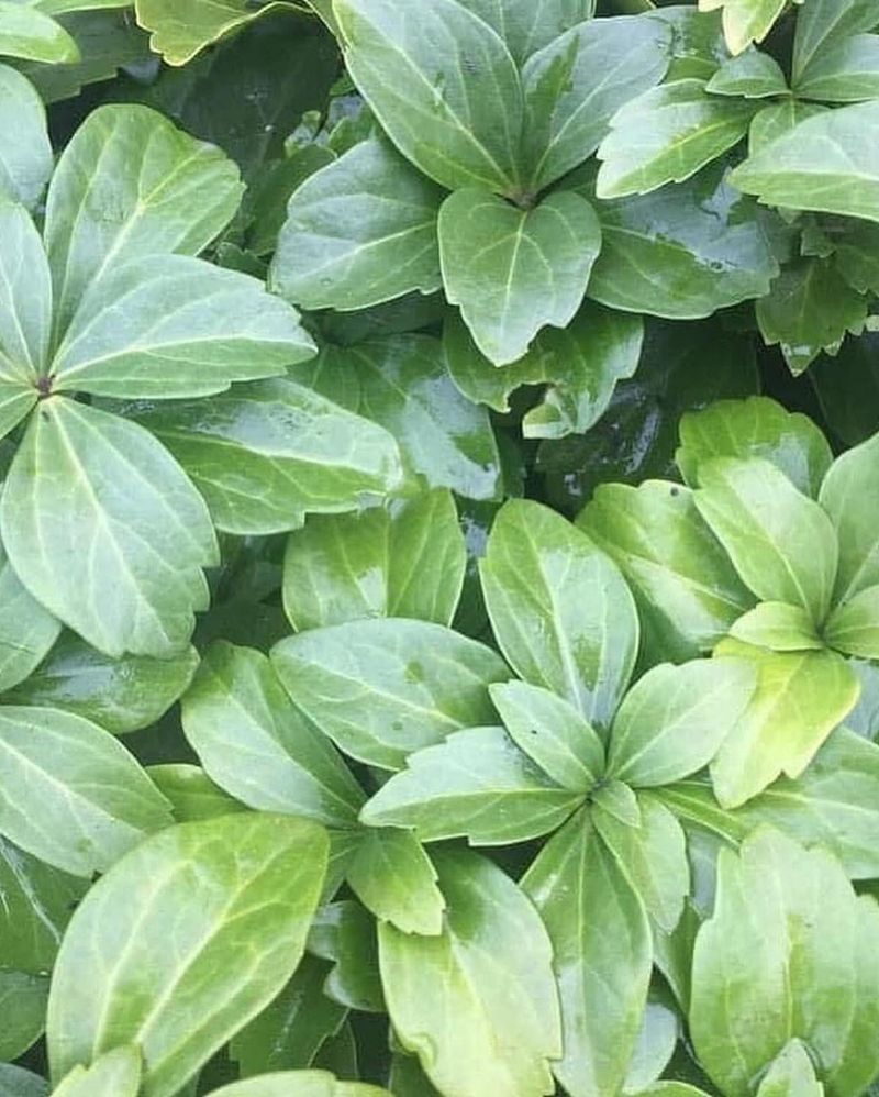 Japanese Spurge (Pachysandra Terminalis)