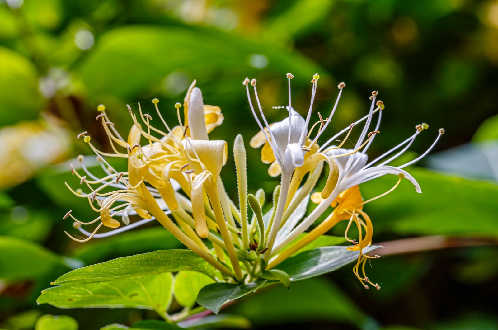 Japanese honeysuckle