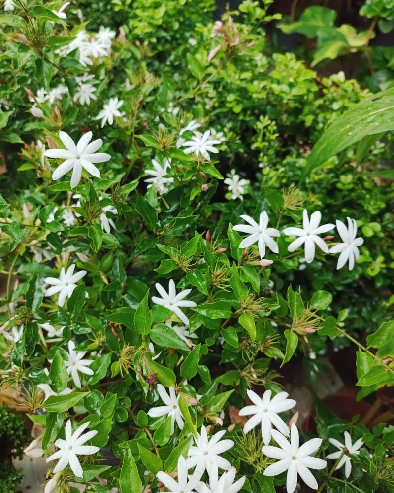 Jasmine