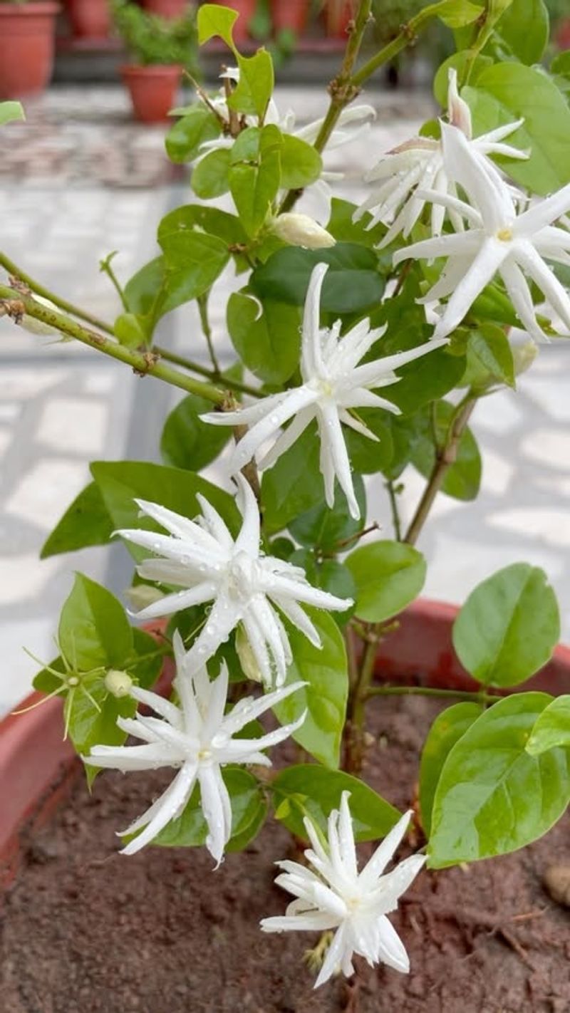 Jasmine