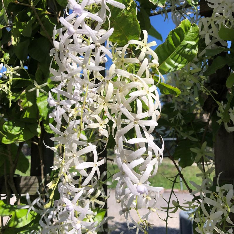 Jasmine Vine