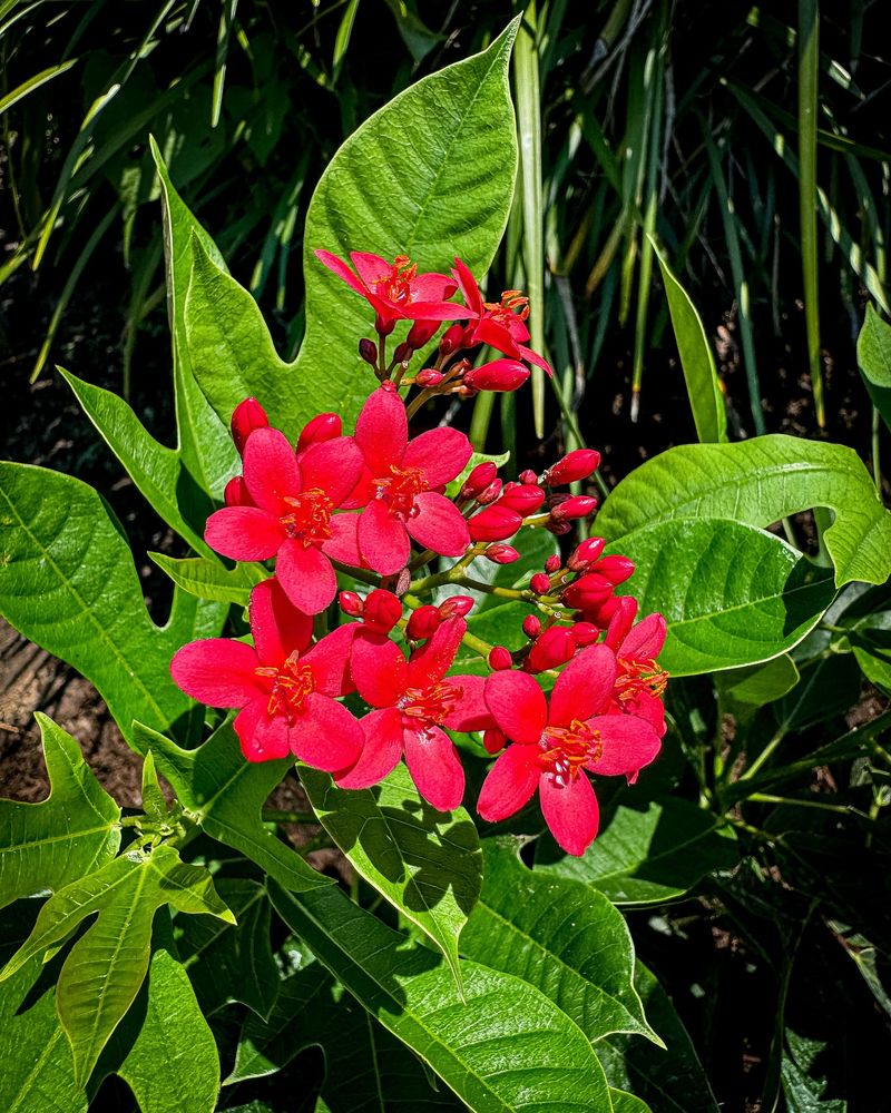 Jatropha