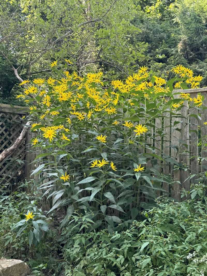 Jerusalem Artichoke