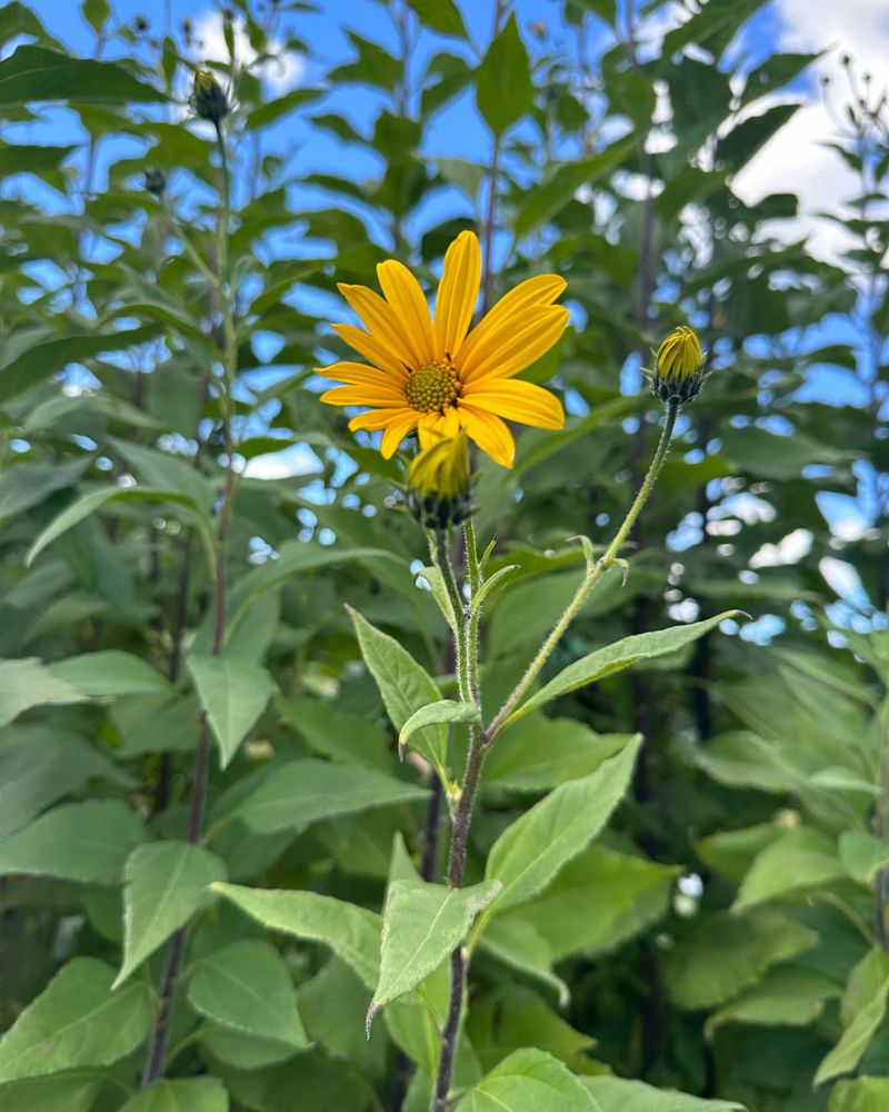 Jerusalem Artichoke