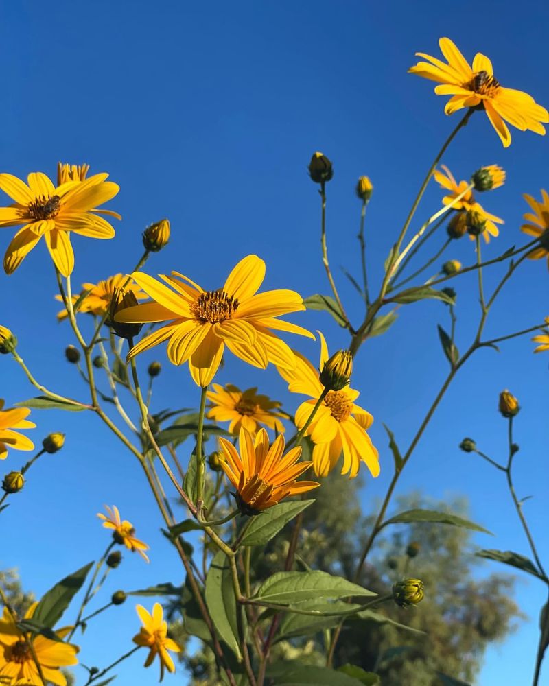 Jerusalem Artichoke