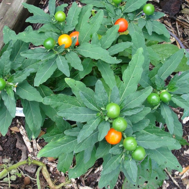 Jerusalem Cherry