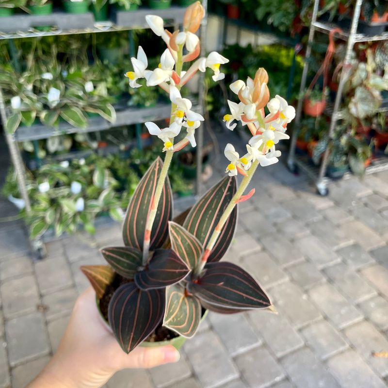 Jewel Orchid