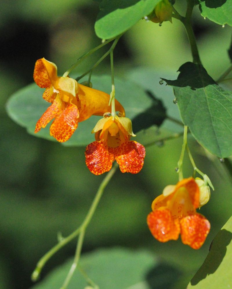 Jewelweed