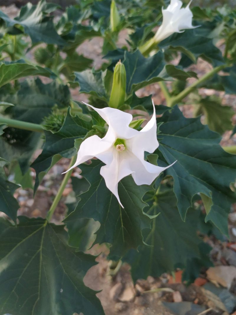 Jimsonweed