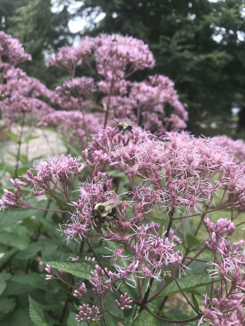 Joe Pye Weed