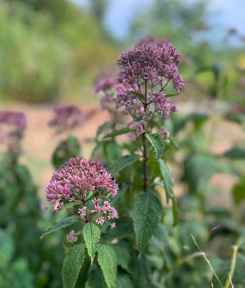 Joe Pye Weed