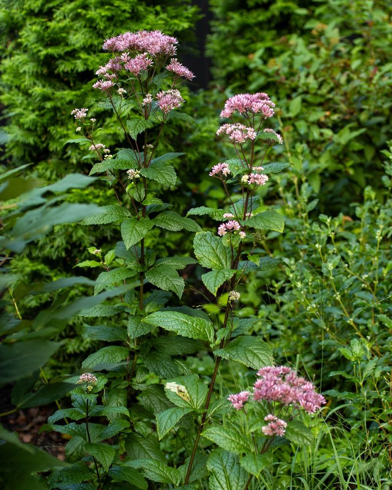 Joe Pye Weed