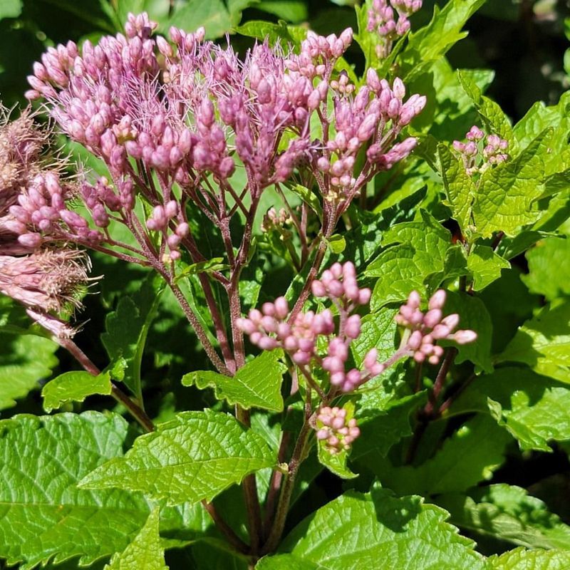 Joe-Pye Weed (Eutrochium purpureum)