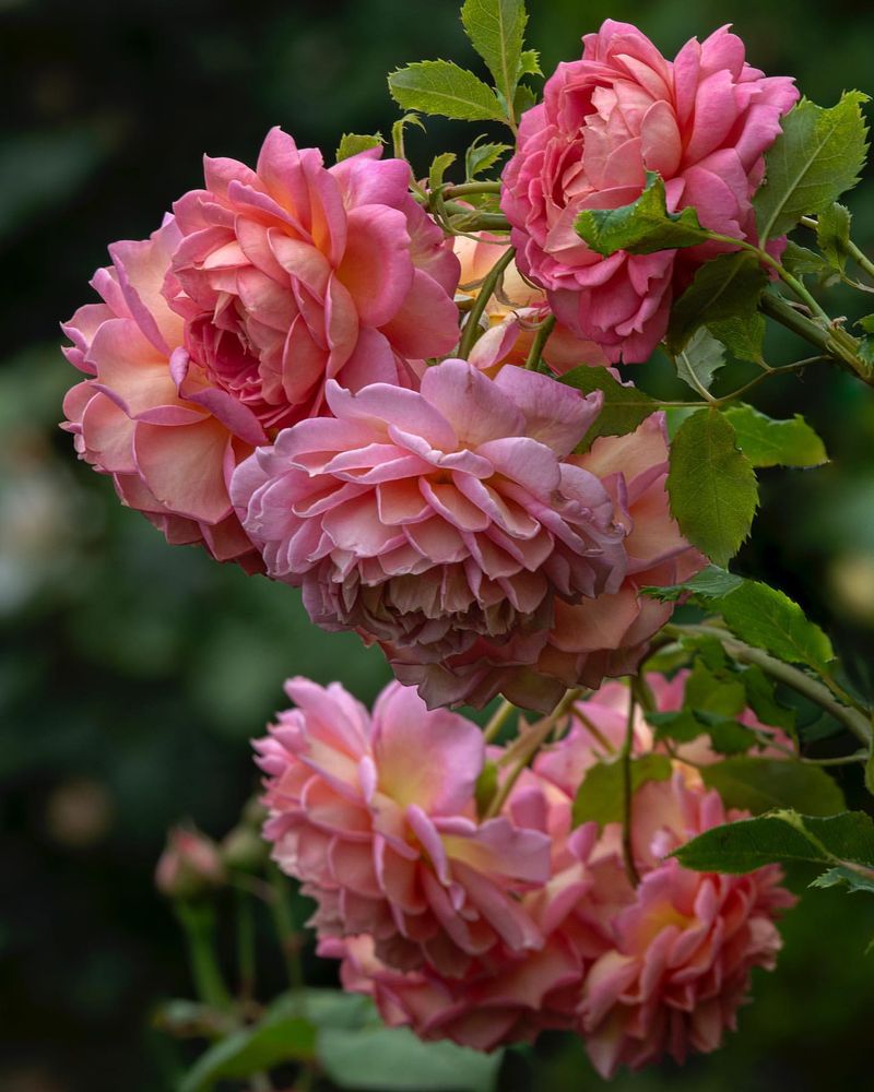 Jubilee Celebration Rose