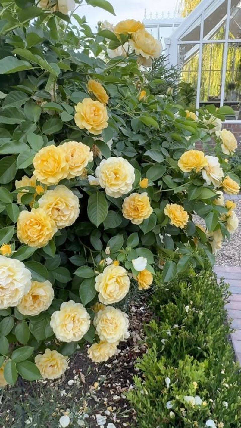 Julia Child Rose