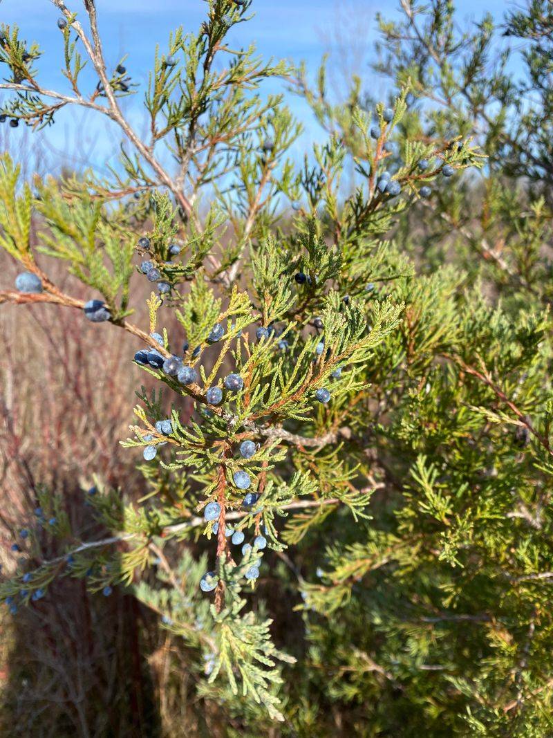 Juniper Tree