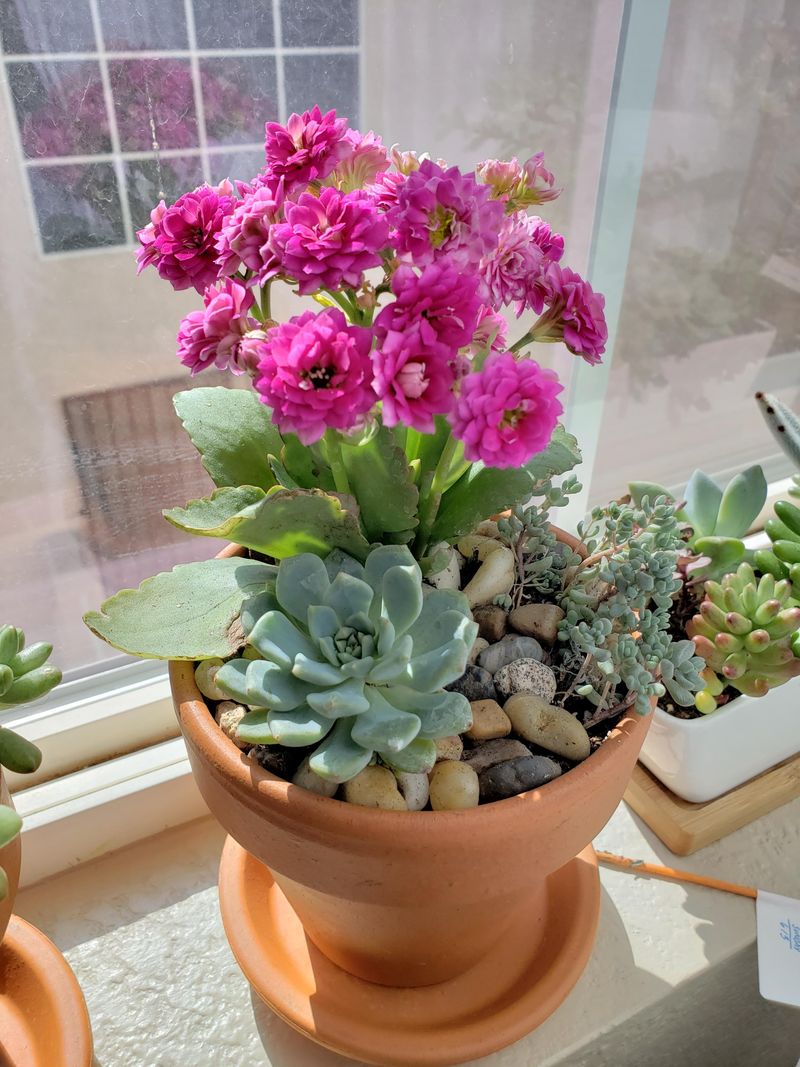 Kalanchoe