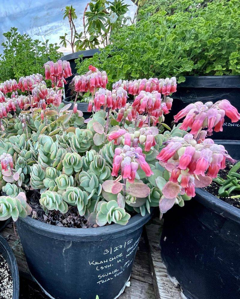 Kalanchoe