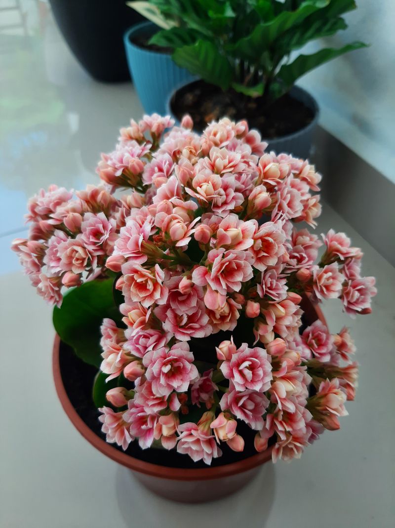 Kalanchoe