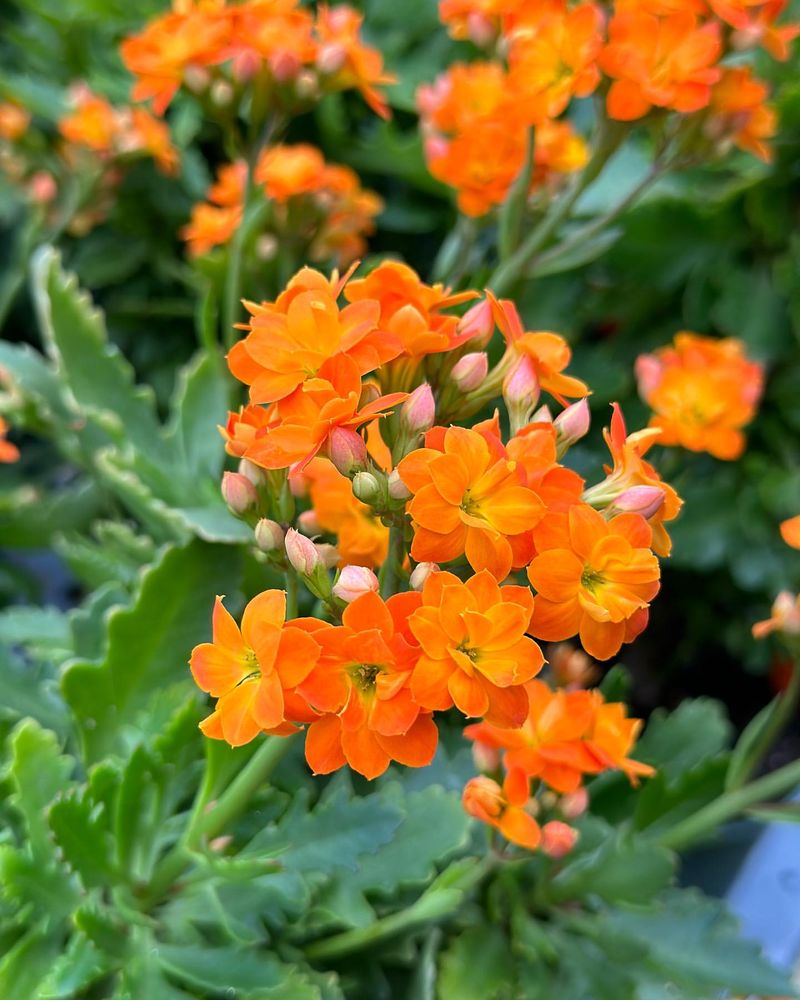 Kalanchoe