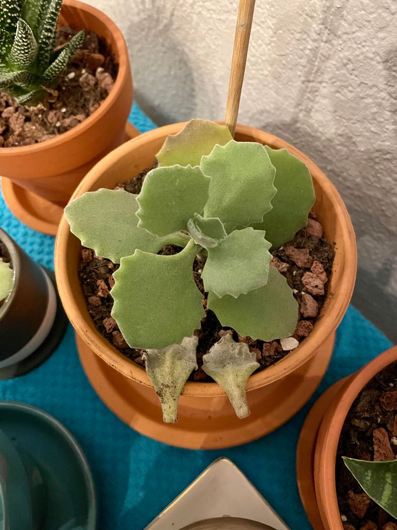 Kalanchoe