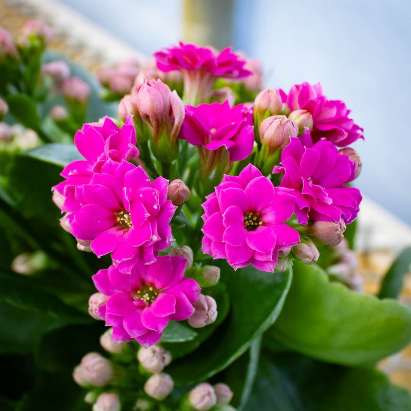 Kalanchoe