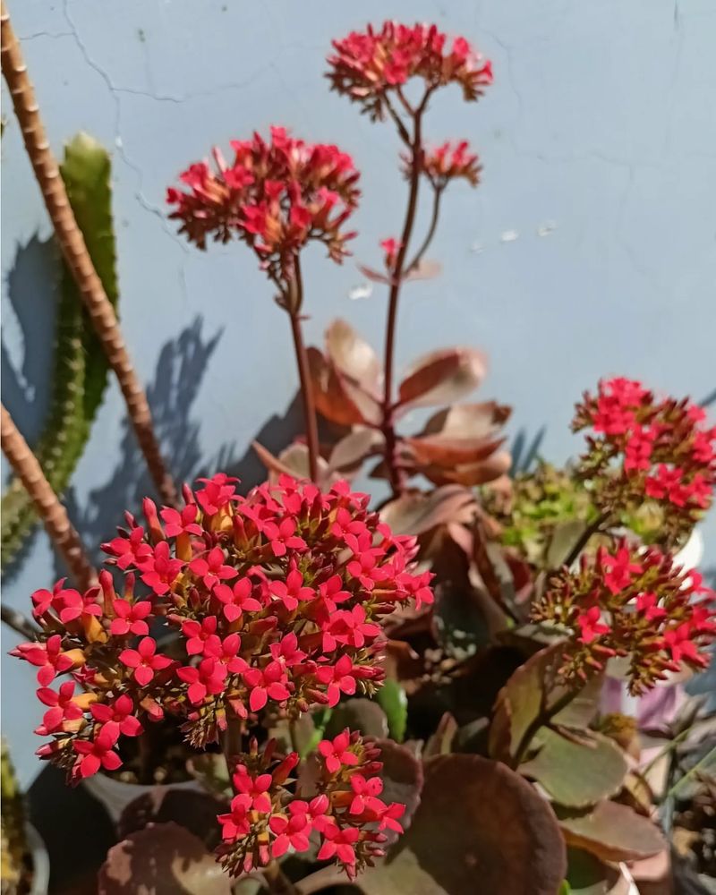 Kalanchoe