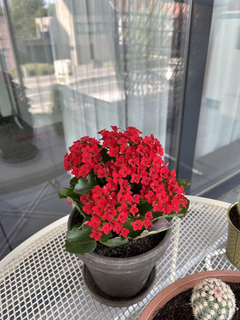 Kalanchoe