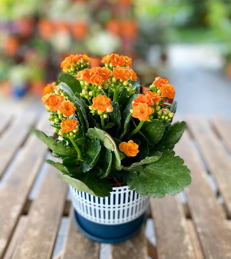 Kalanchoe