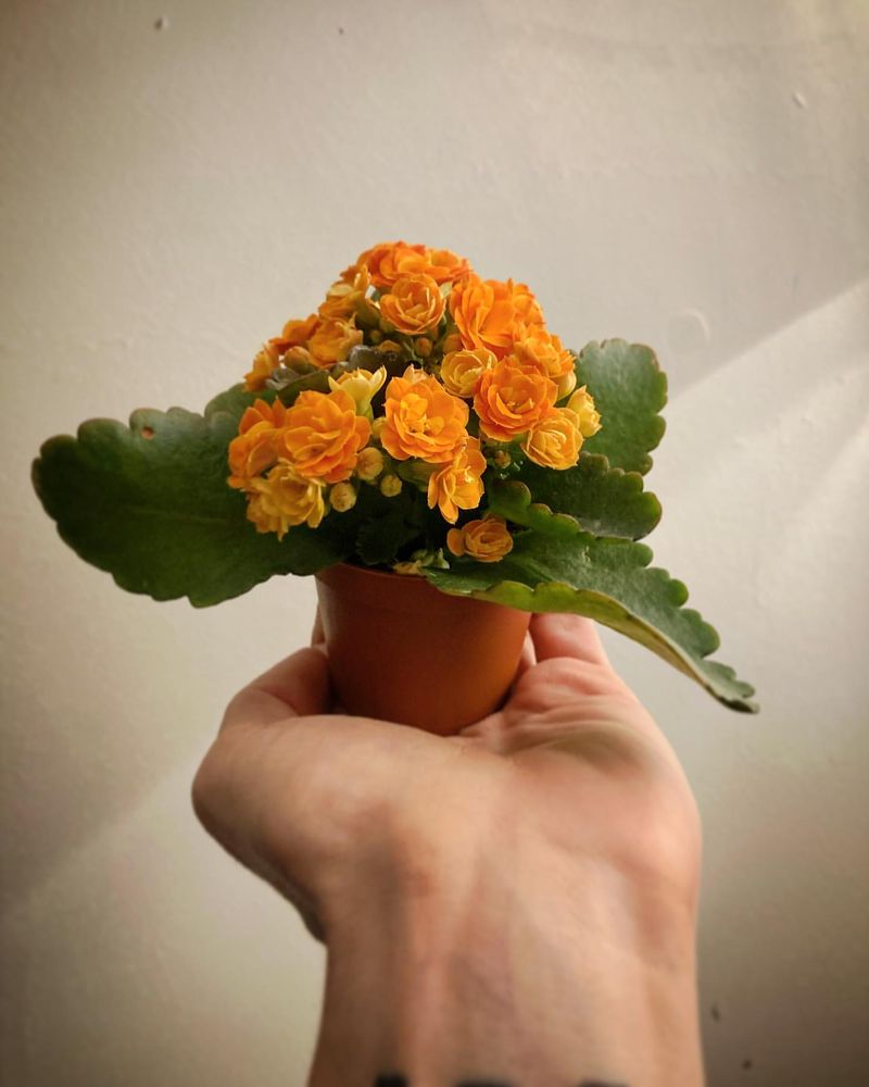 Kalanchoe