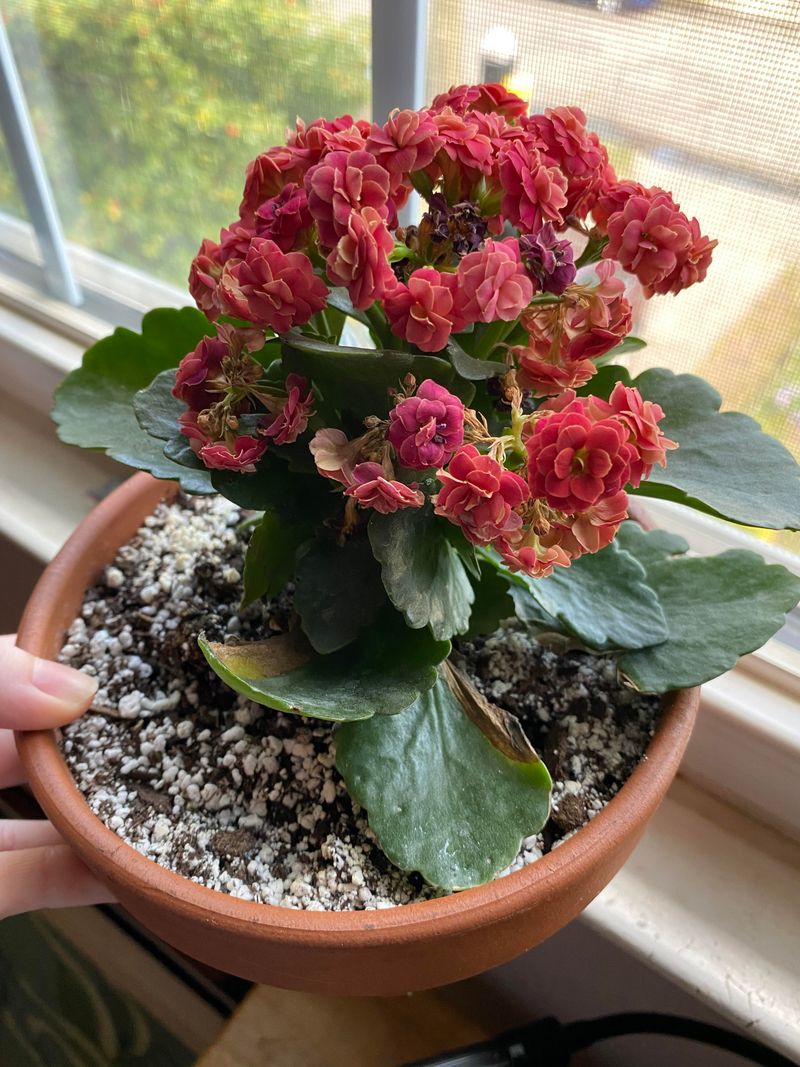 Kalanchoe