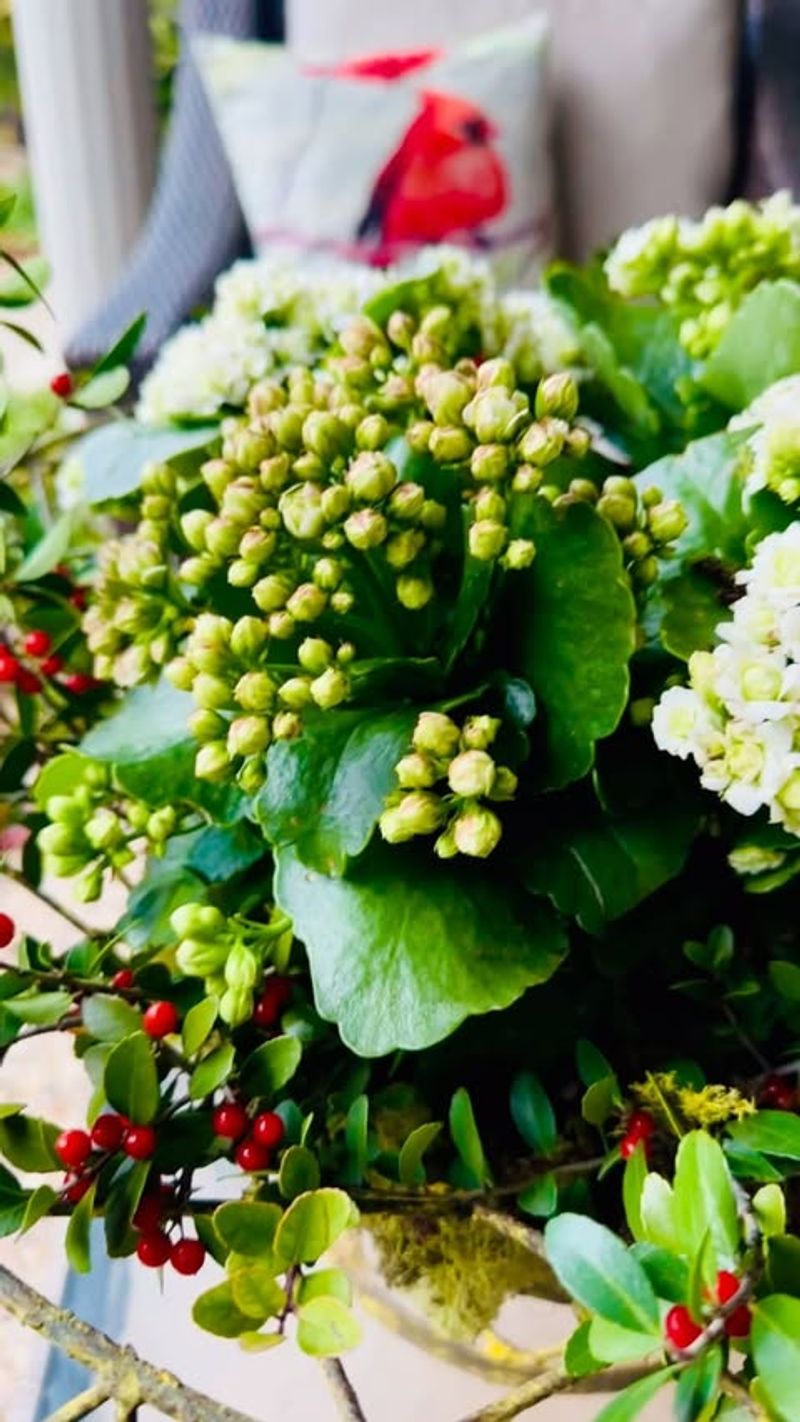 Kalanchoe Blossfeldiana